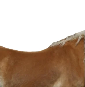 Wide A more rounded, mutton wither with a flatter back will usually fit a Wide tree. This horse often has a blocky build and can be considered a foundation build. This horse requires a wide tree due to his rounded withers and flatter back