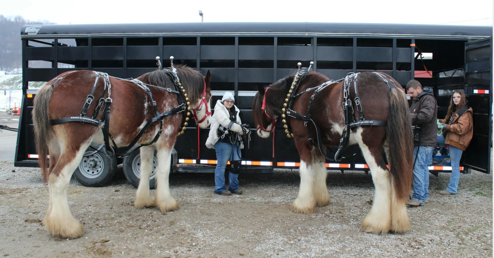 horses in front of trailer